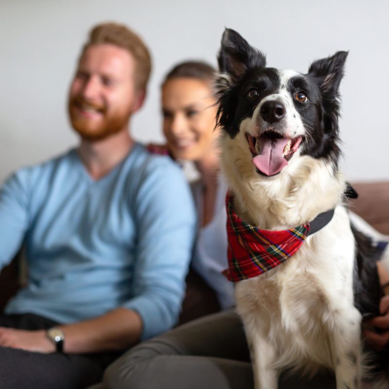 A happy Border Collie wearing a red plaid bandana, sitting on a couch in front of a smiling couple, with a remote in hand.