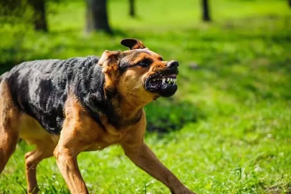 Aggressive dog snarling on green grass in a park, showing teeth and intense expression.
