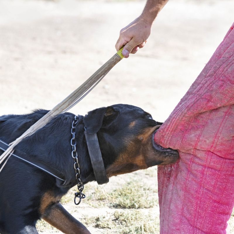 A Rottweiler in a protective training exercise bites down on a trainer’s padded leg while the trainer holds a stick for control.