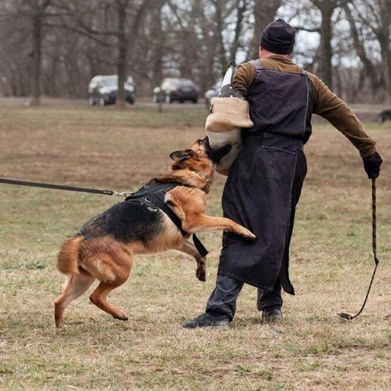 Hombre paseando a su perro con correa en el parque, relevante para