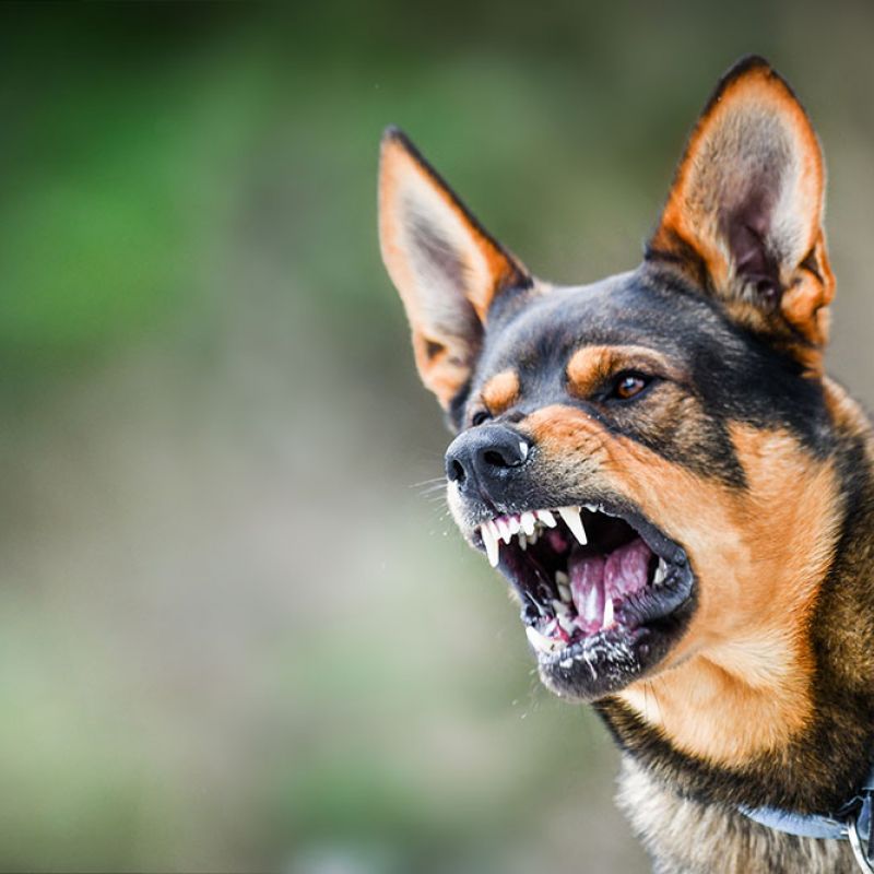 Aggressive dog barking with sharp teeth visible, ears alert. Background is blurred.
