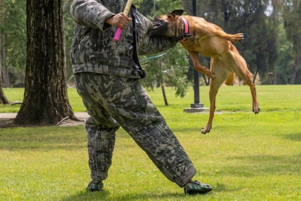 Man in camouflage with a dog on a leash,