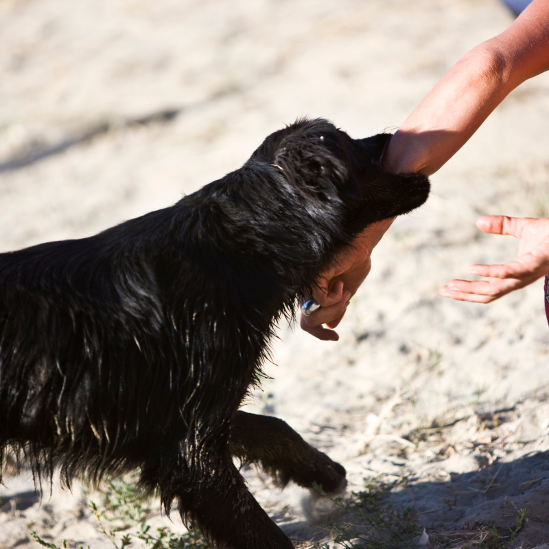A black dog in mid-motion as it reaches out to a person's outstretched hands on a sandy beach, capturing a potential moment before a dog bite incident, underscoring the importance of understanding and preventing dog bite injuries.