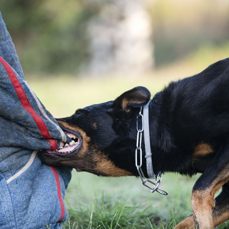 Dog biting padded leg during training, illustrating dog bite injury risk for WD Law personal injury cases.