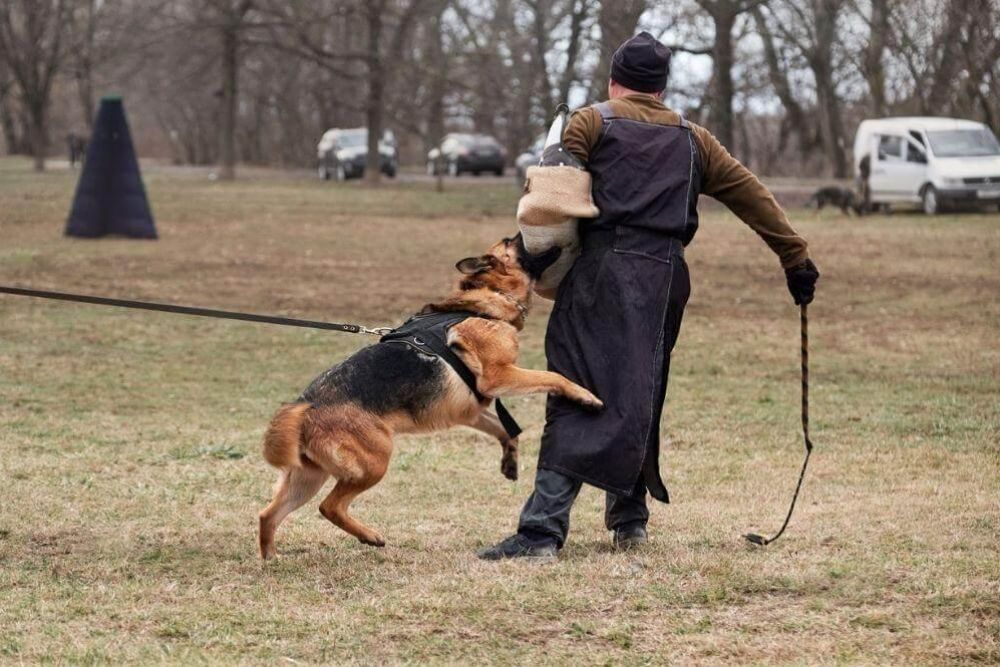 Hombre paseando a su perro con correa en el parque, relevante para