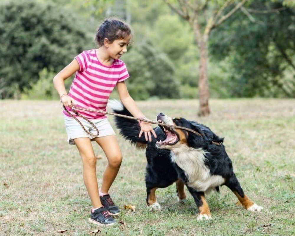 Girl playing with a dog in a field, contrasting