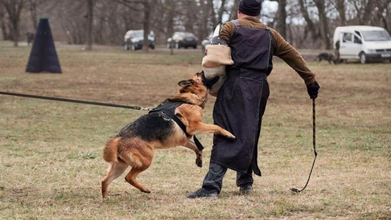 Man walking dog on leash in park, relevant to
