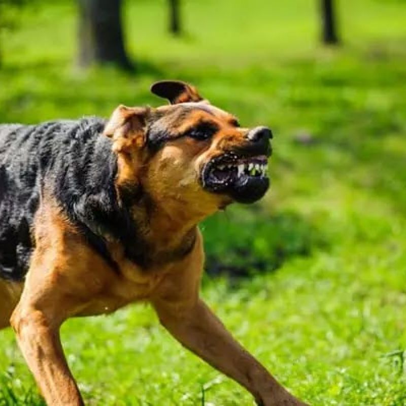 Aggressive dog snarling on green grass in a park, showing teeth and intense expression.