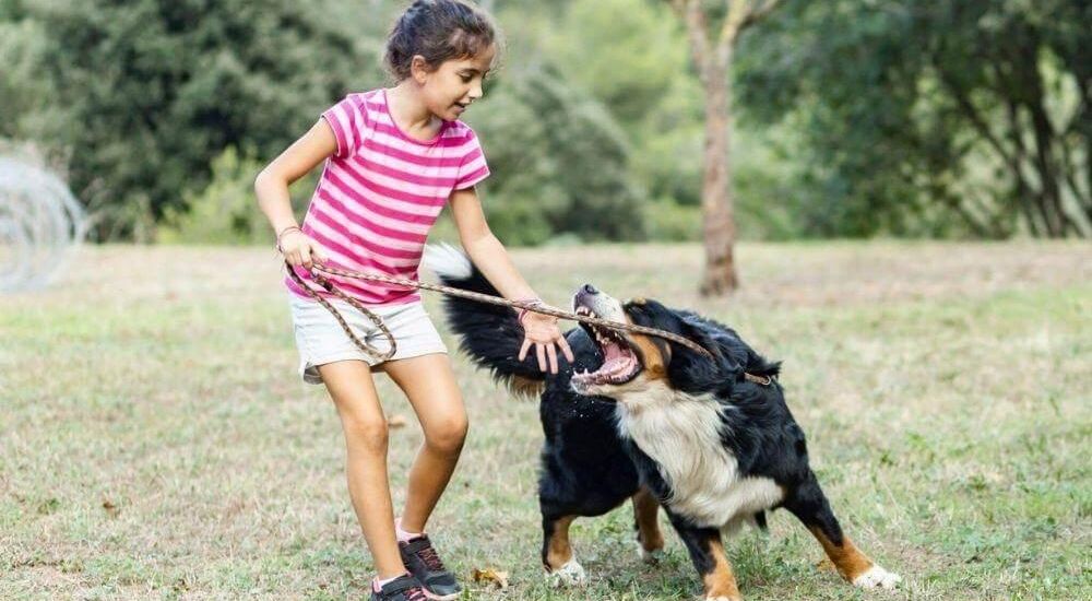 Girl playing with a dog in a field, contrasting