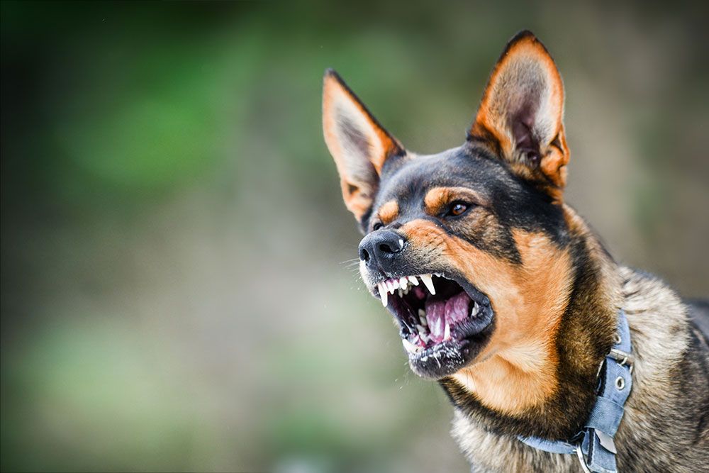 Aggressive dog barking with sharp teeth visible, ears alert. Background is blurred.