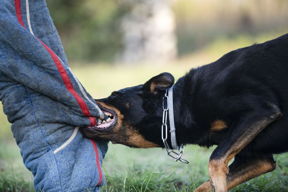 Dog biting padded leg during training, illustrating dog bite injury risk for WD Law personal injury cases.