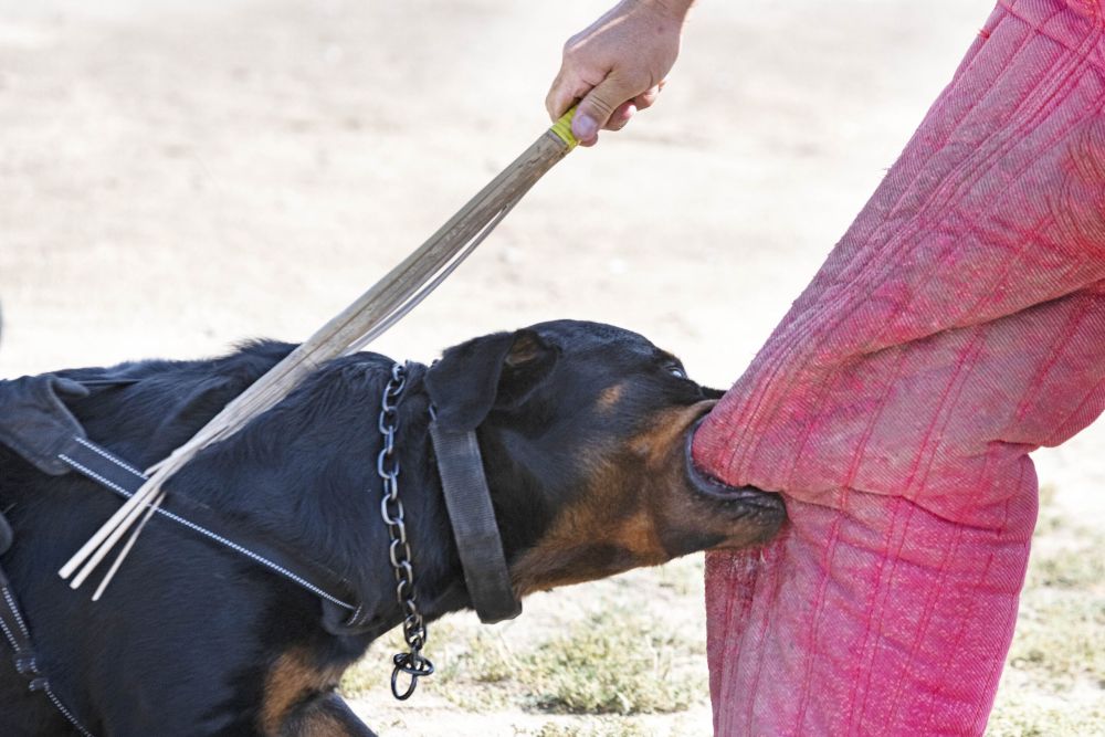 A Rottweiler in a protective training exercise bites down on a trainer’s padded leg while the trainer holds a stick for control.