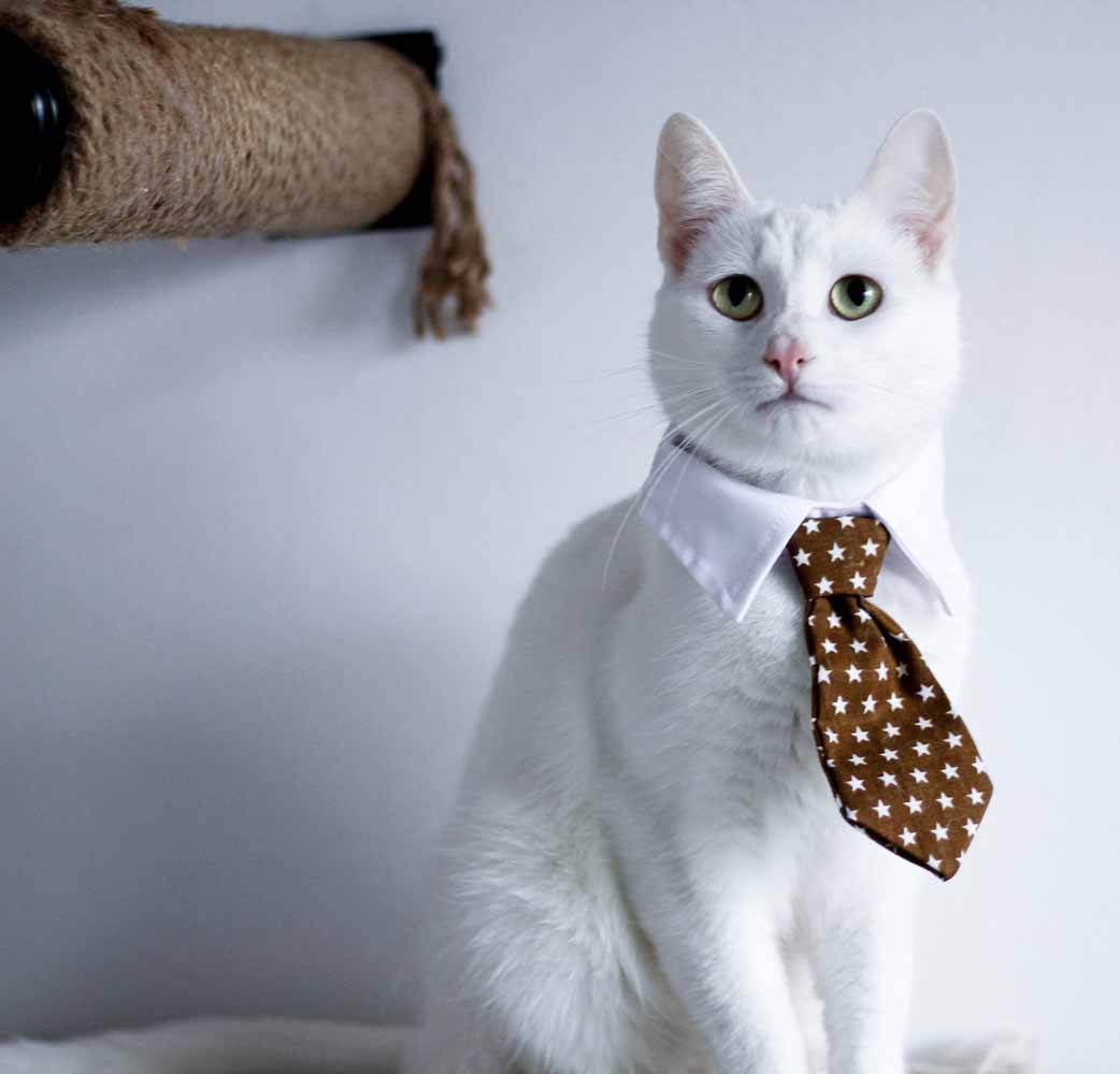 White cat with green eyes wearing a brown tie with white stars.