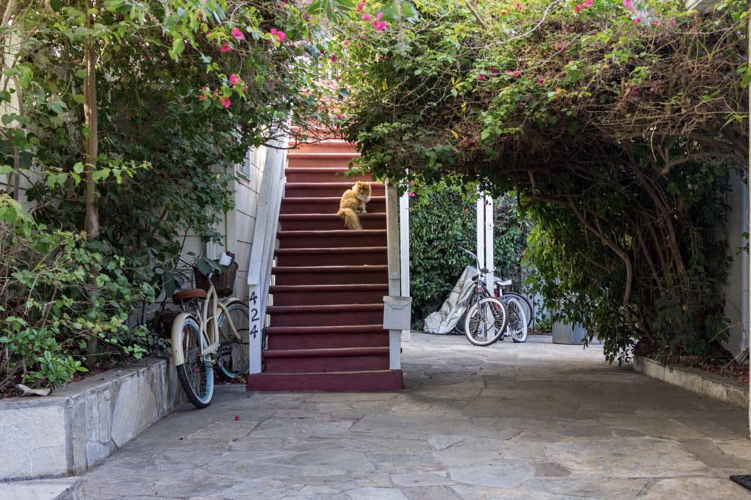 Orange, longhaired cat sitting on red stairs surrounded by flowering trees with bicycles nearby 