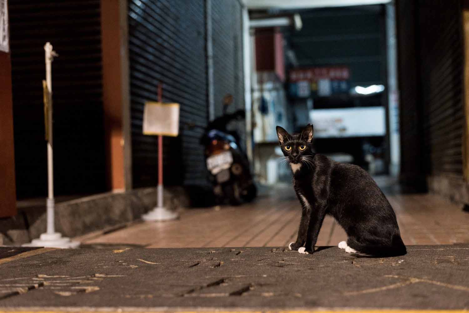 Black cat in an alleyway at night