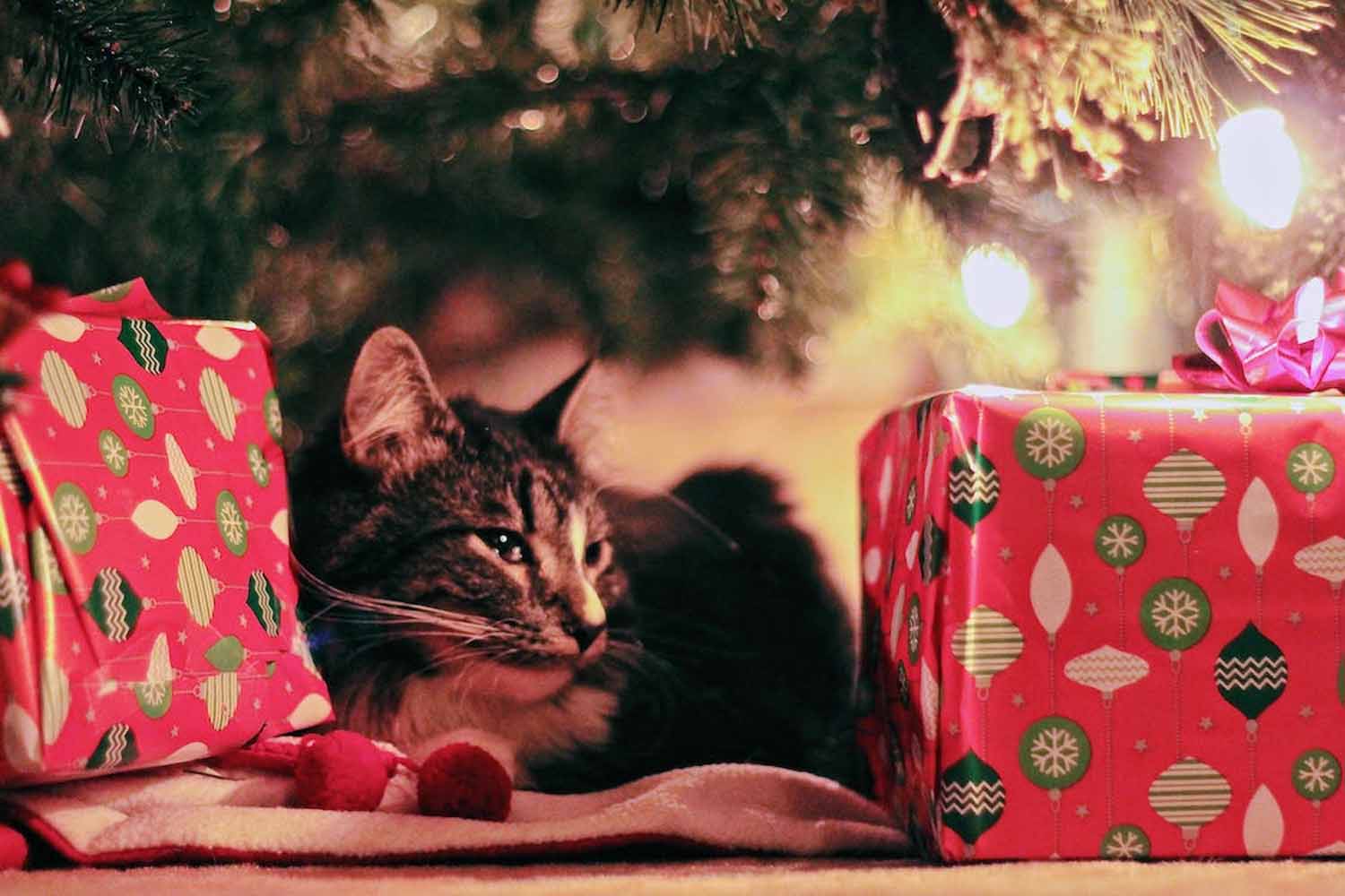 Cat nestled between two wrapped holiday gifts beneath a Christmas tree surrounded by lights illuminating the scene with a warm white.