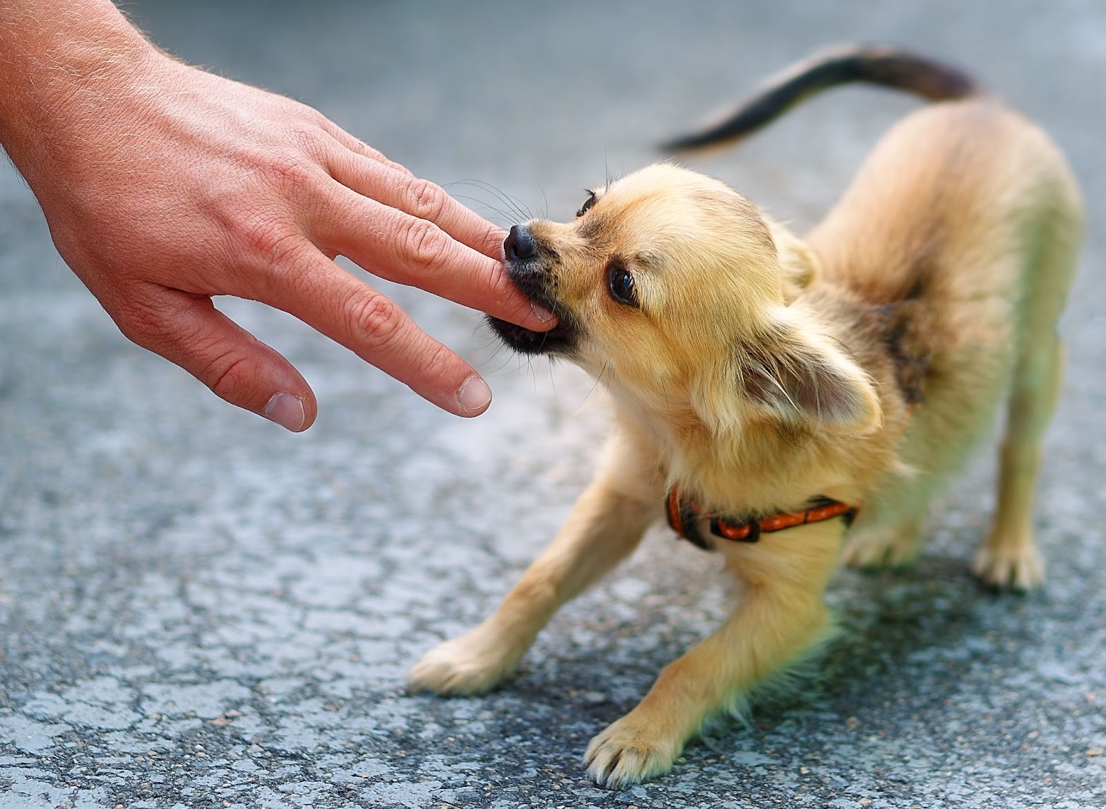 Chihuahua puppy biting a man’s hand on a blurred background