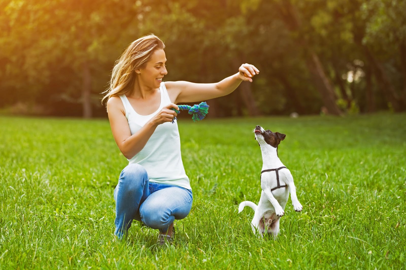 Woman crouches in the grass training her Jack Russell Terrier how to jump