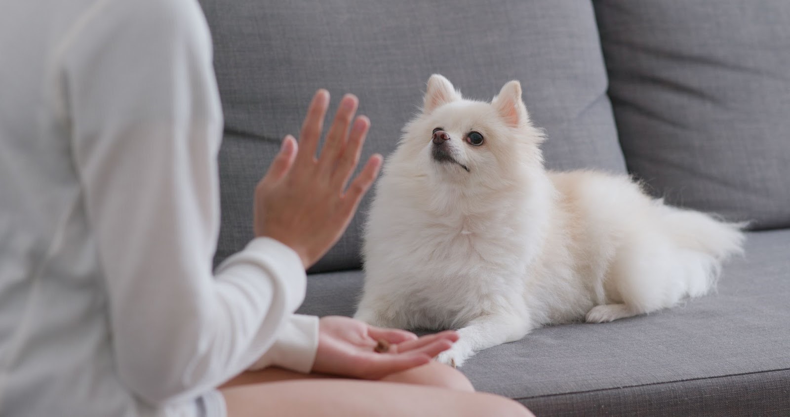 Woman training Pomeranian to stay