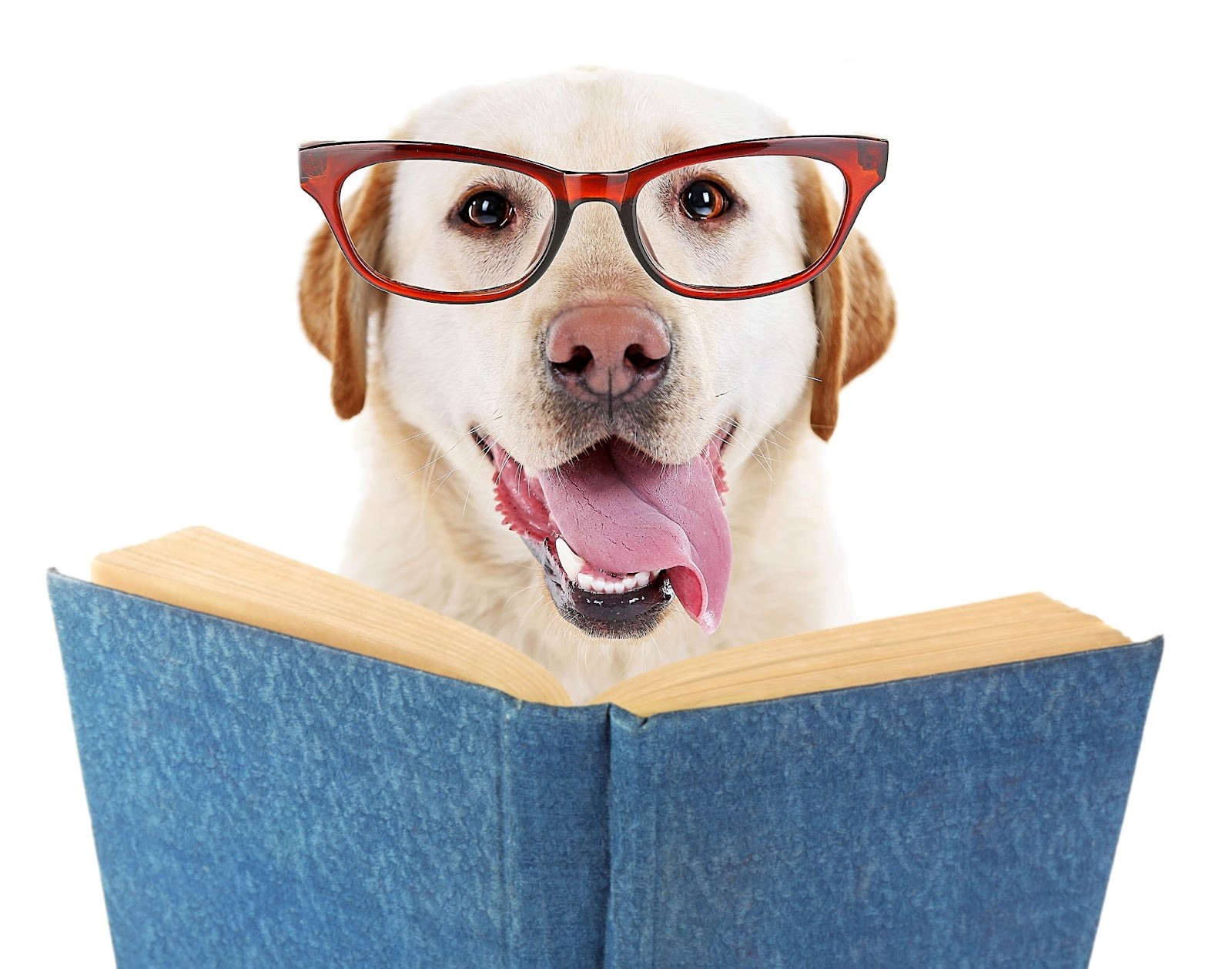 Yellow labrador with tongue hanging out wearing red glasses with a blue book