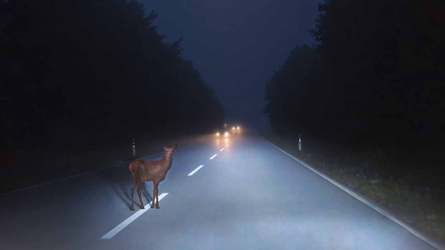 Deer in the road at night with two cars oncoming