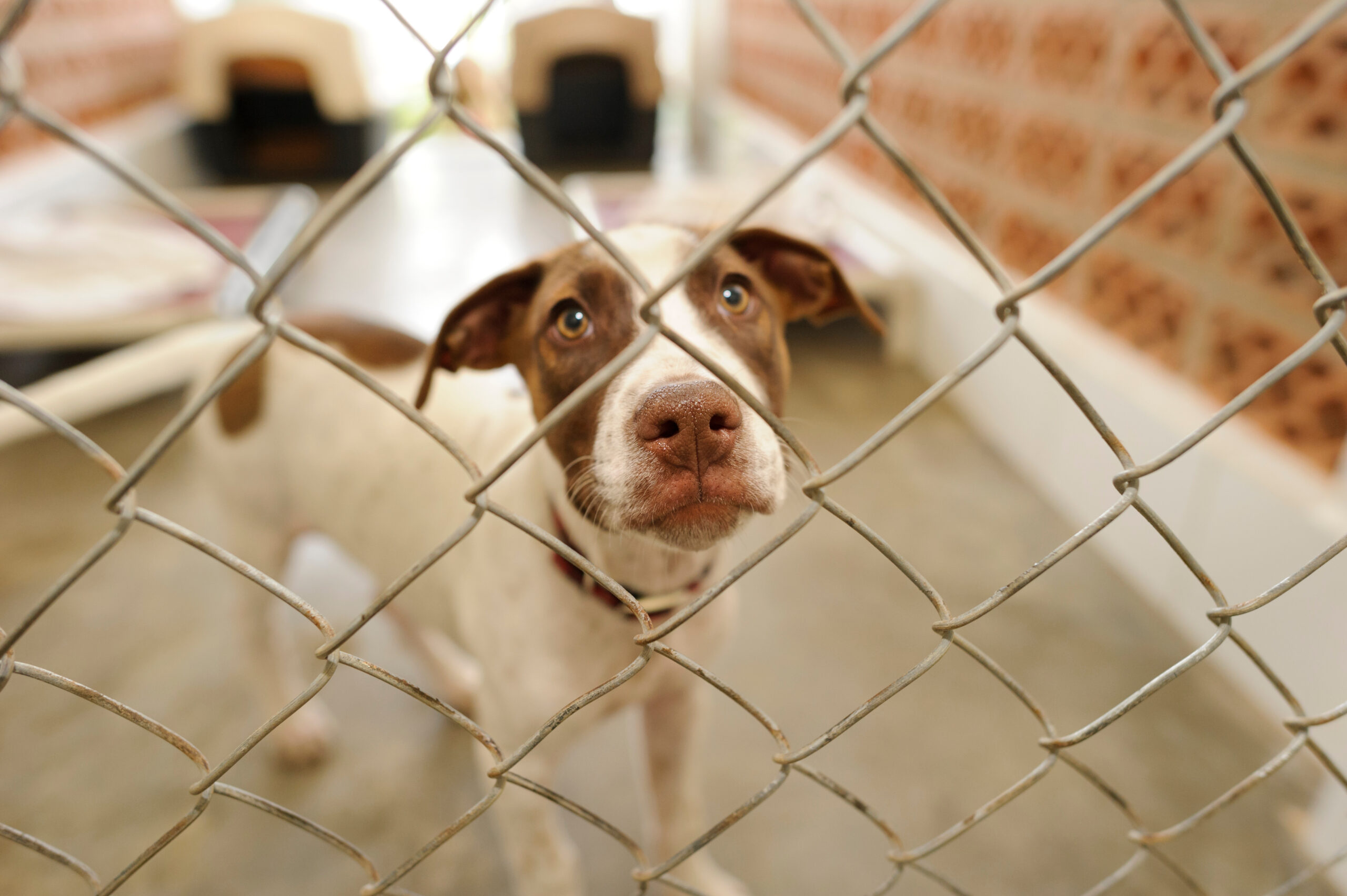 Cute brown and white dog waiting to be adopted from an animal shelter