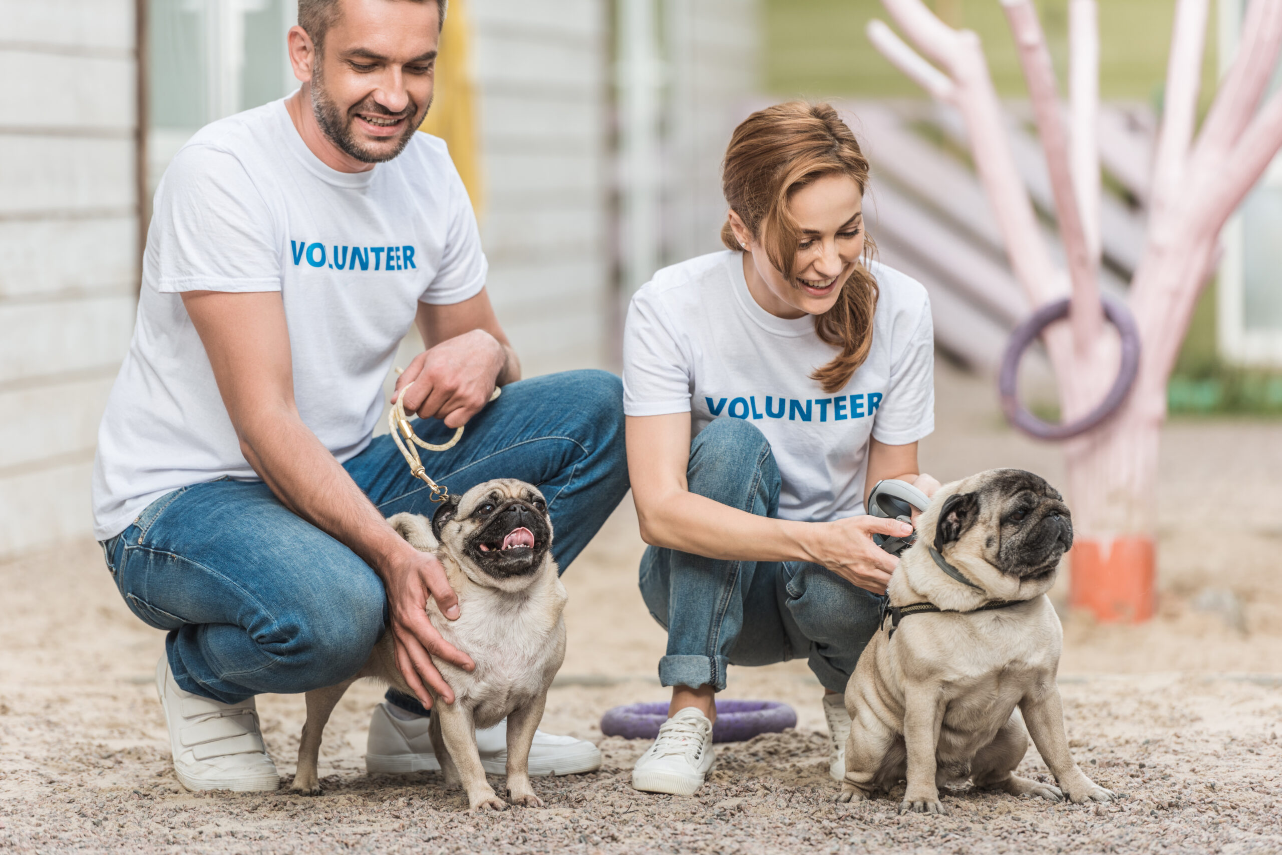 Man and woman volunteer at a pet shelter getting ready to take 2 pugs for a walk