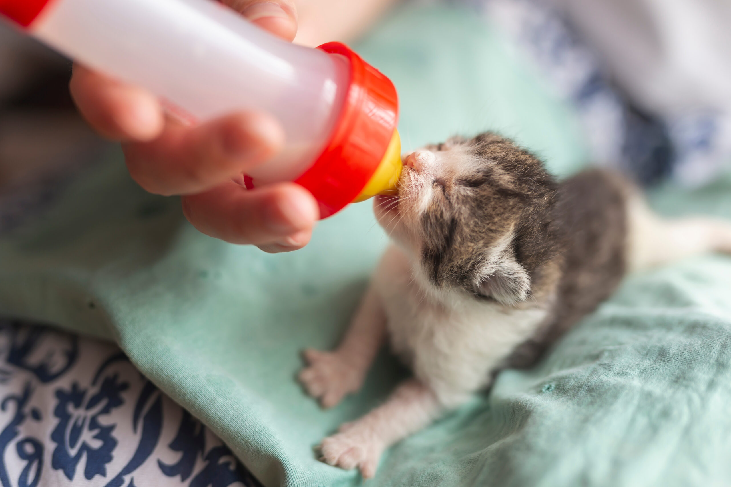 An animal shelter volunteer bottle feeding a tiny kitten