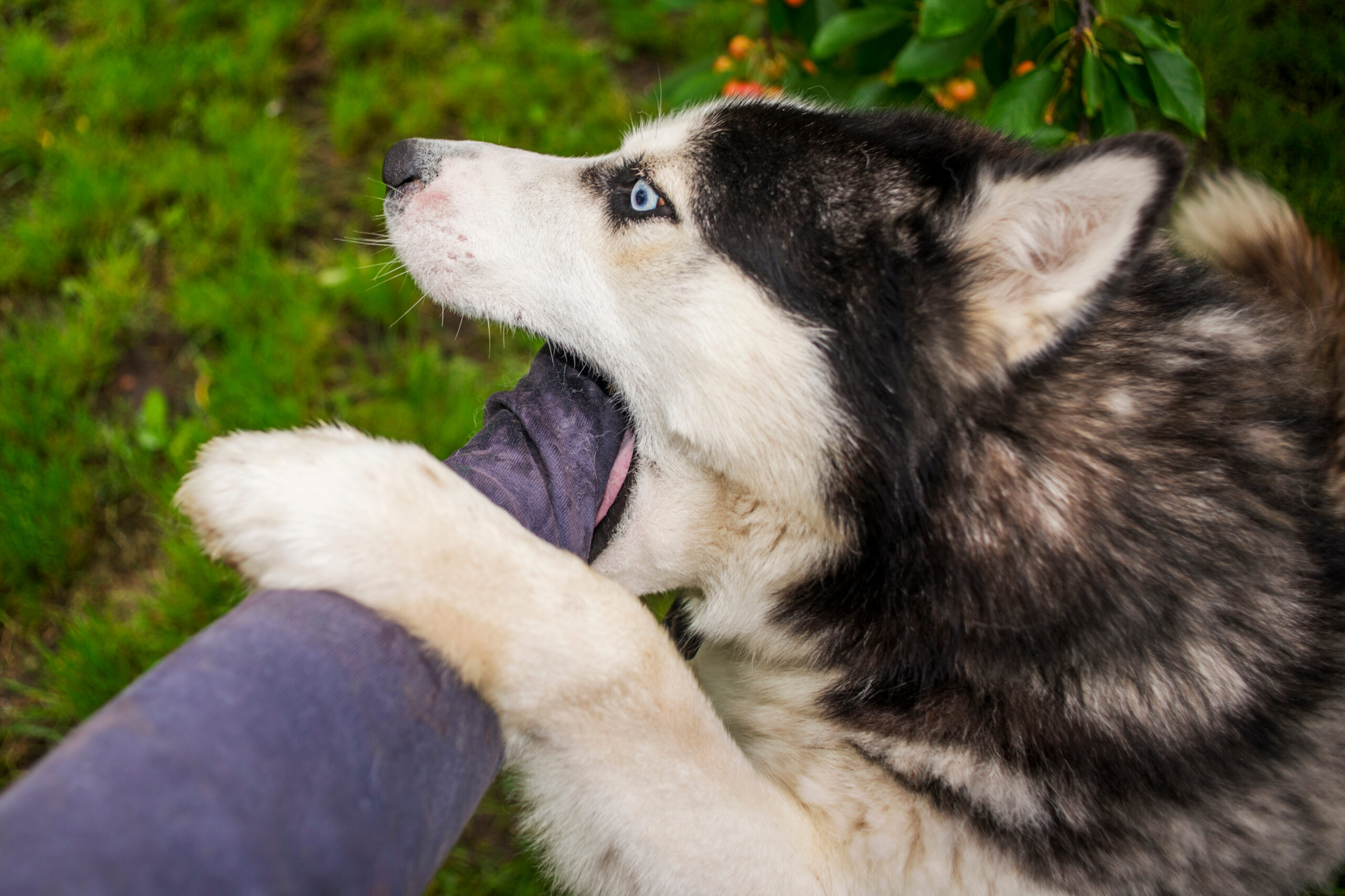 Husky dog biting a person’s arm
