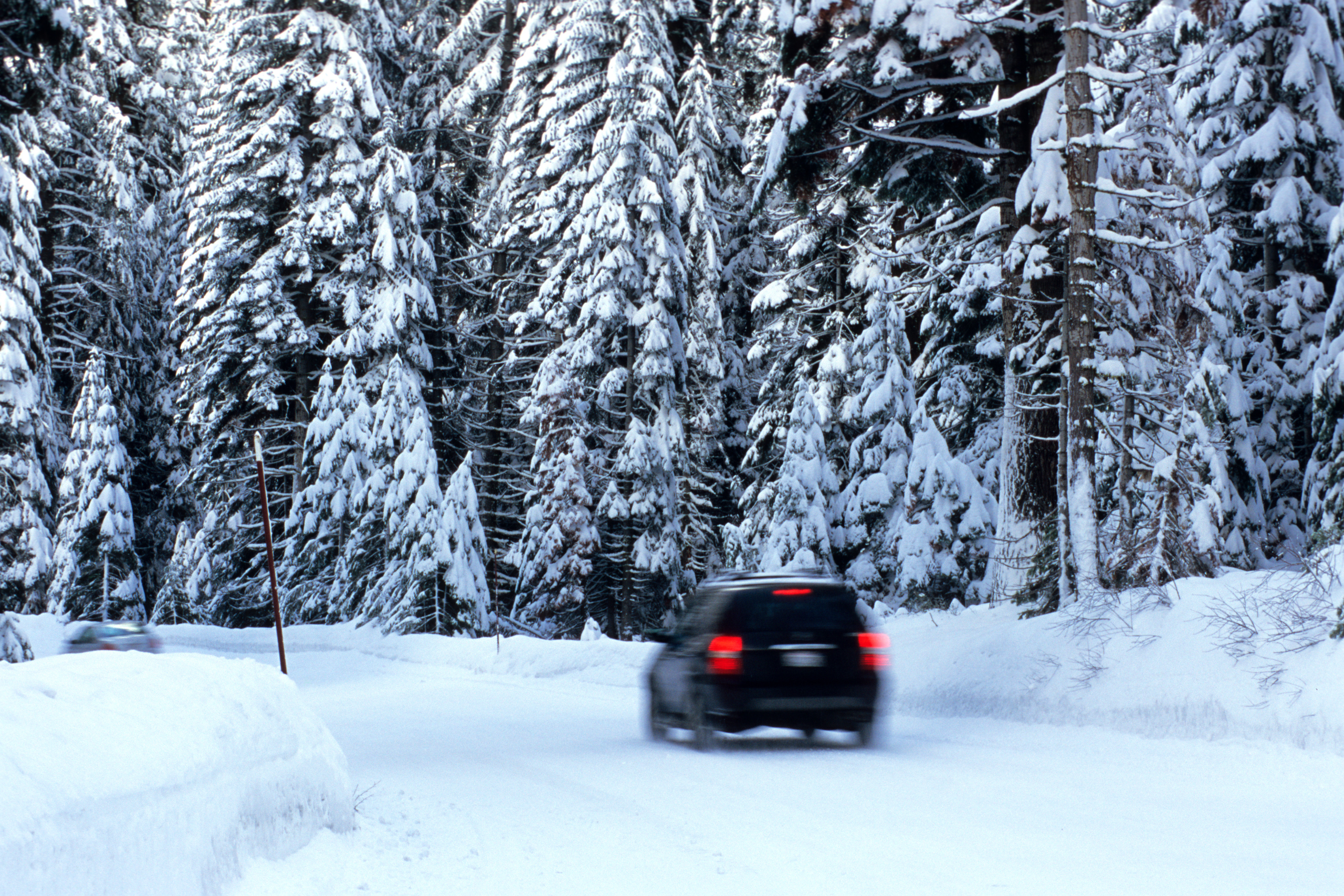 SUV driving on a snow-covered forest road with tall pine trees laden with fresh snow on either side, conveying the beauty and challenges of winter driving in forested areas.