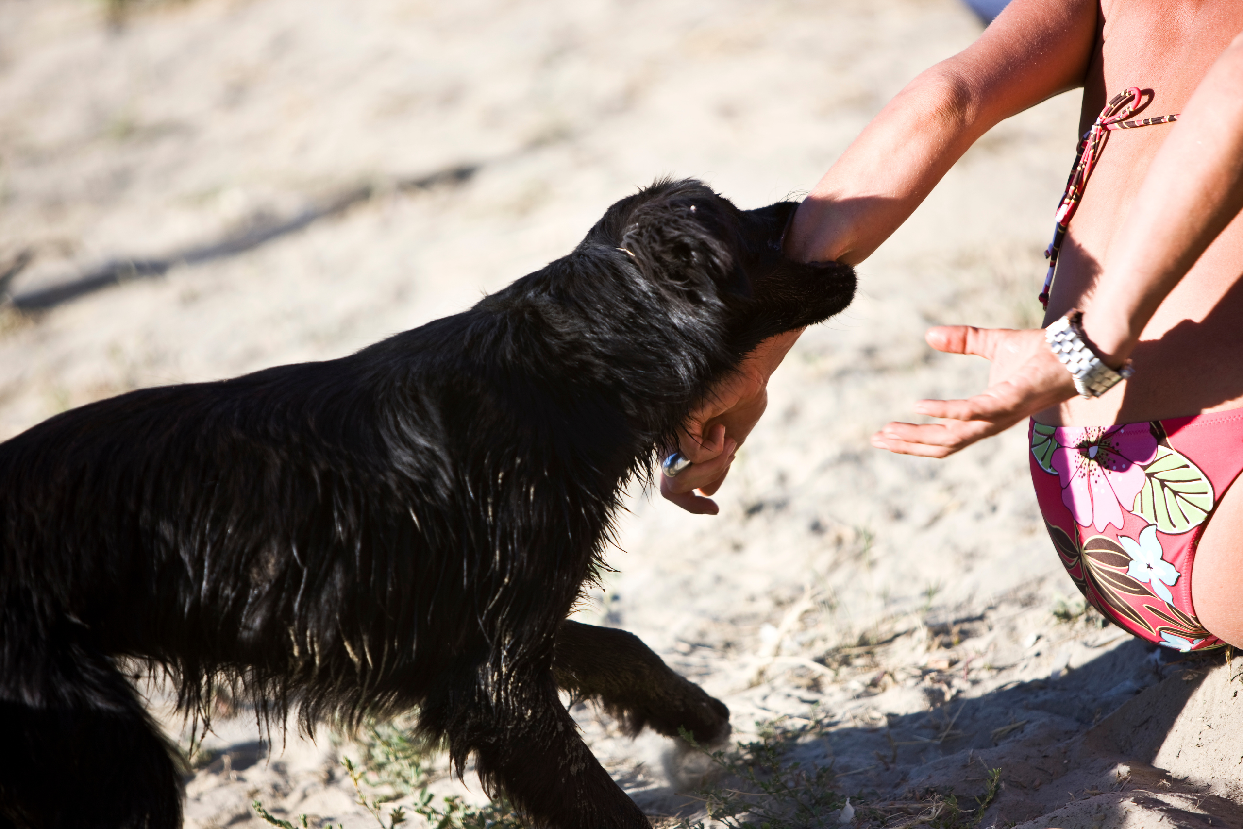 A black dog in mid-motion as it reaches out to a person's outstretched hands on a sandy beach, capturing a potential moment before a dog bite incident, underscoring the importance of understanding and preventing dog bite injuries.