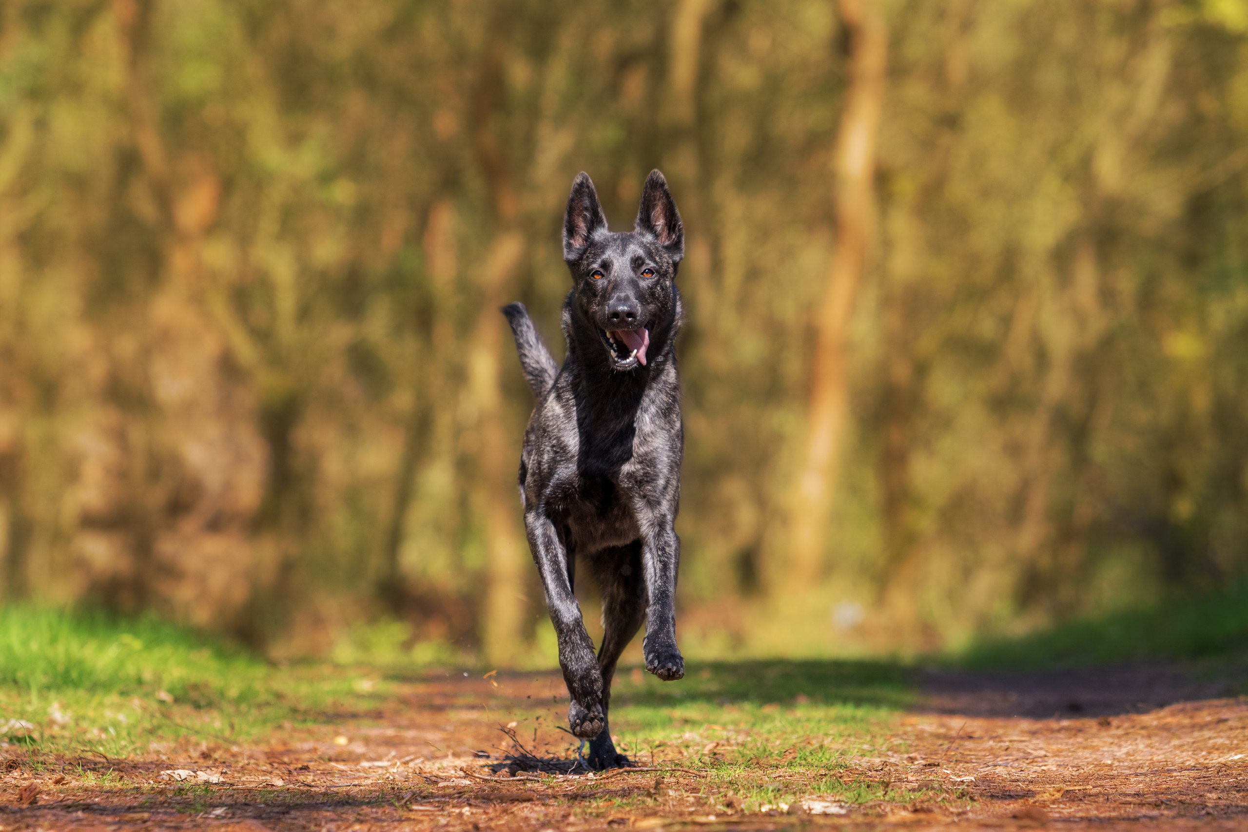 A joyful black dog running towards the camera on a forest trail with its tongue out, illustrating the unpredictability of dogs' behavior and the potential for dog bite injuries, emphasizing the need for awareness and the right to seek compensation if injured.