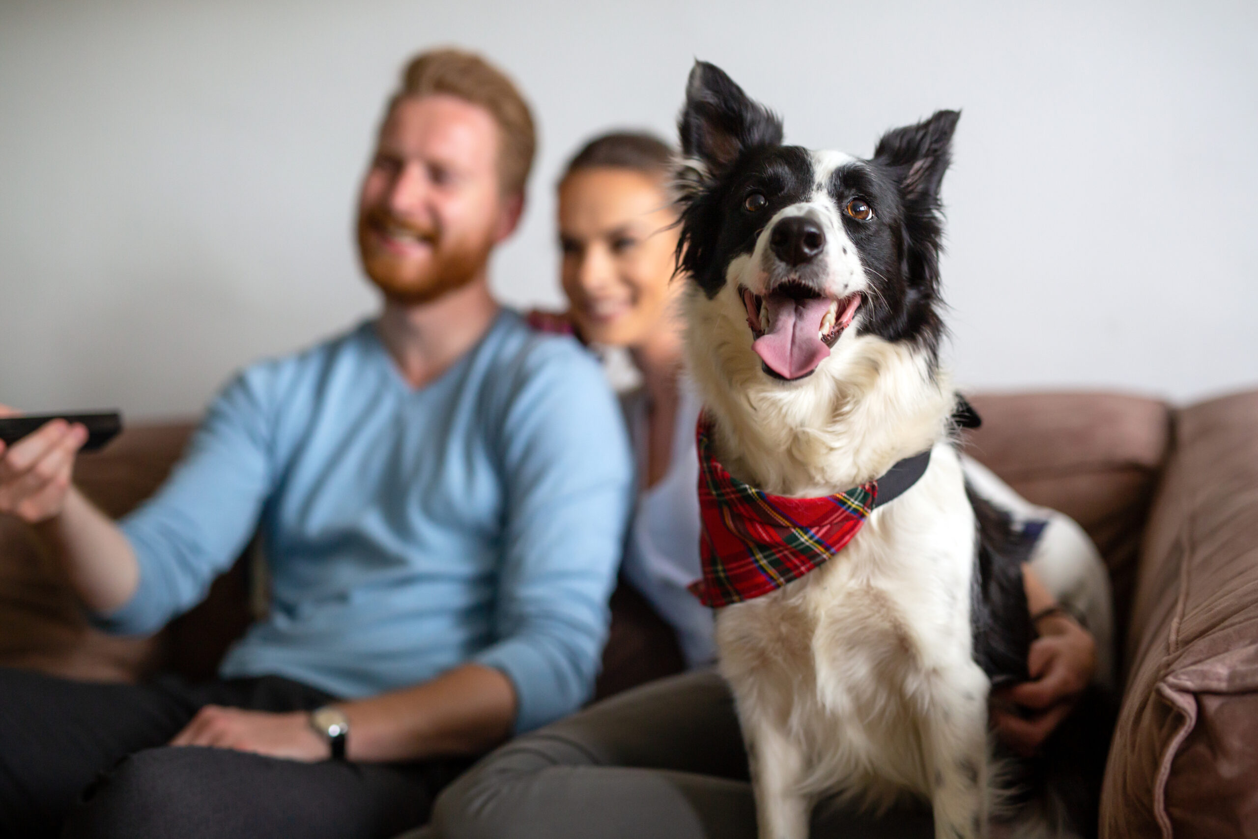 A happy Border Collie wearing a red plaid bandana, sitting on a couch in front of a smiling couple, with a remote in hand.