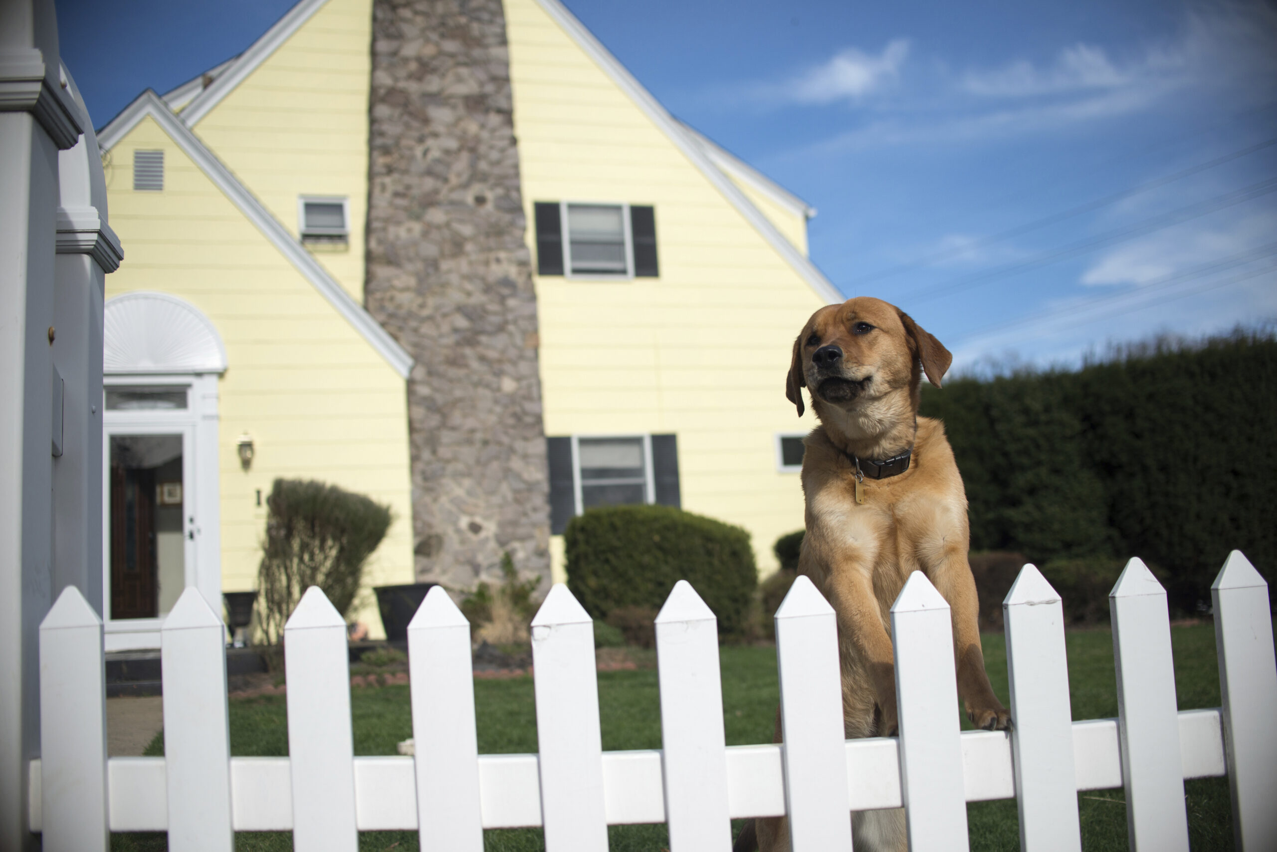 A brown dog standing on its hind legs behind a white picket fence, with a yellow house in the background.