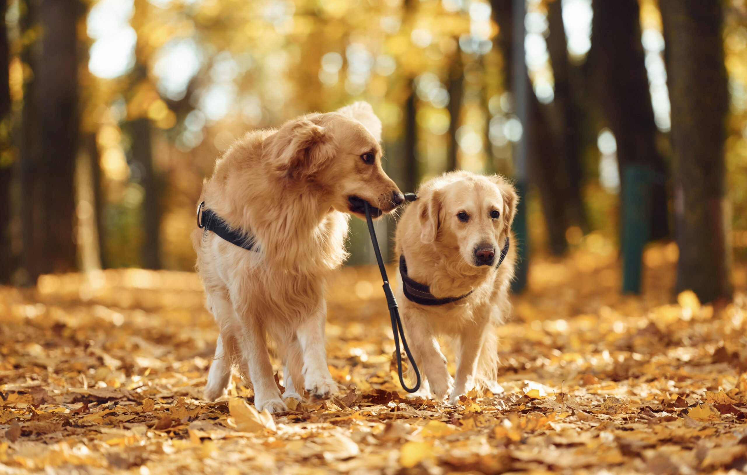 Two Golden Retrievers in a forest, with one holding the other's leash in its mouth, standing on a path covered in autumn leaves.