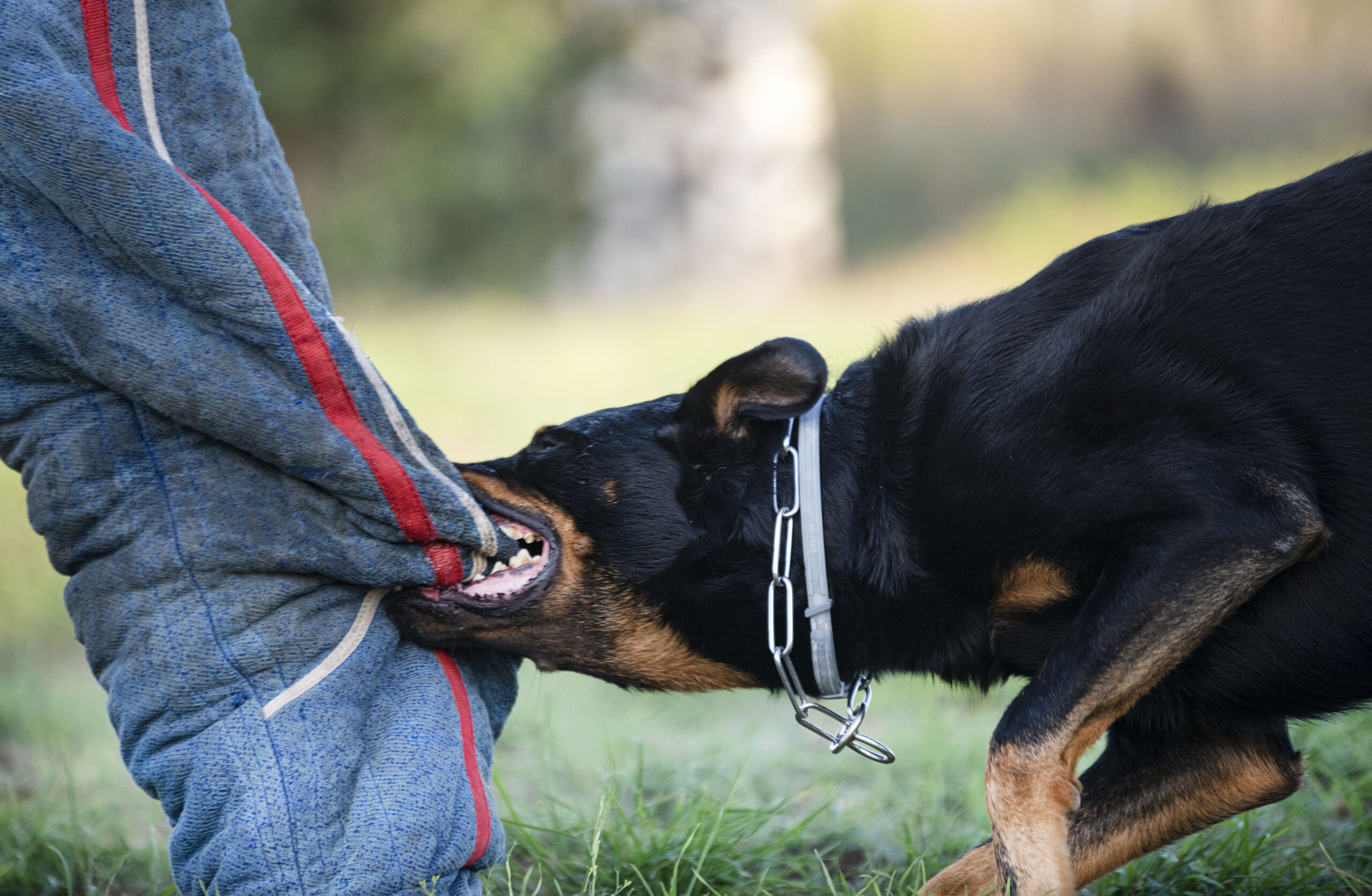 Dog biting padded leg during training, illustrating dog bite injury risk for WD Law personal injury cases.