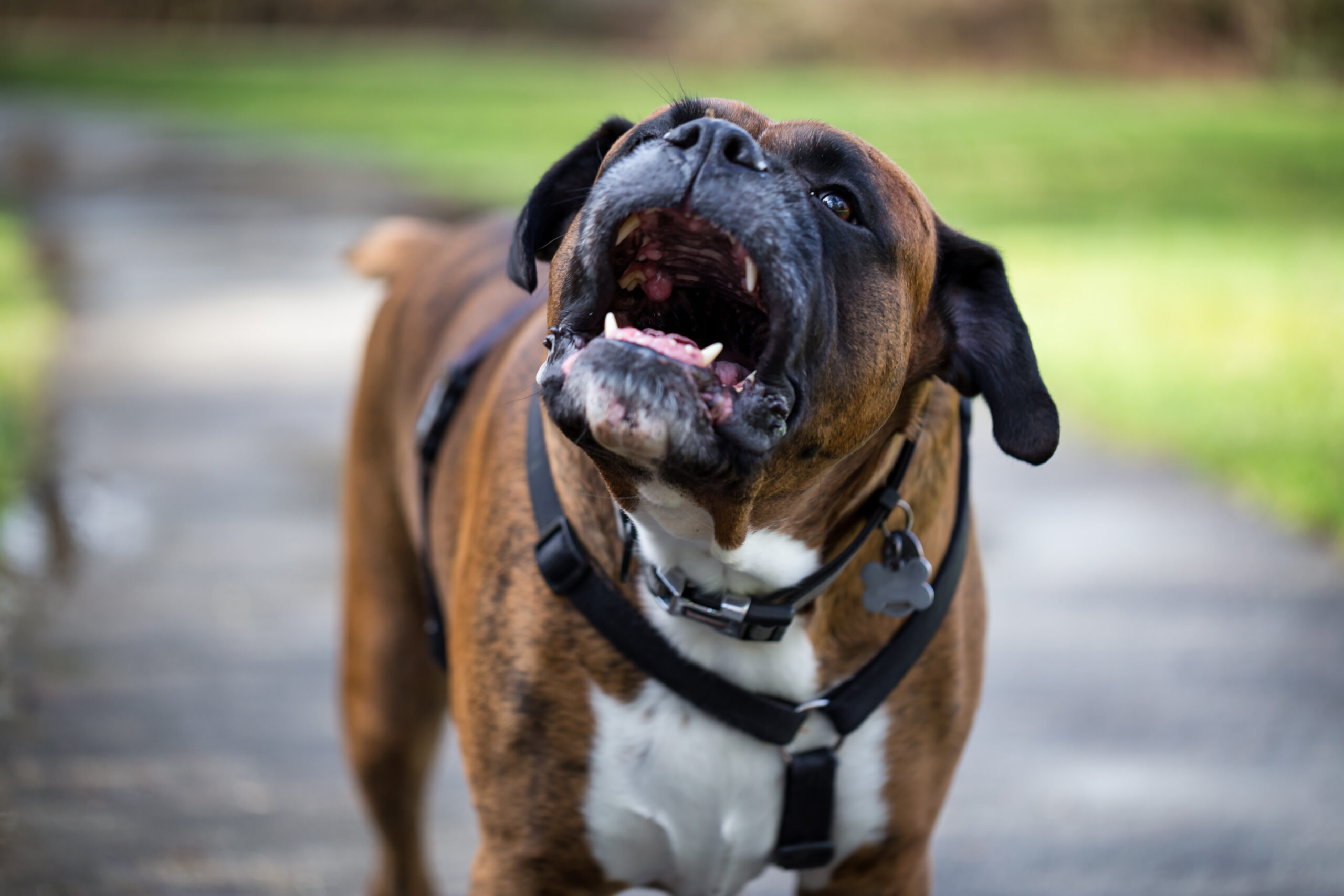 Aggressive boxer dog barking on path, highlighting dog attack risk for WD Law dog bite claims.