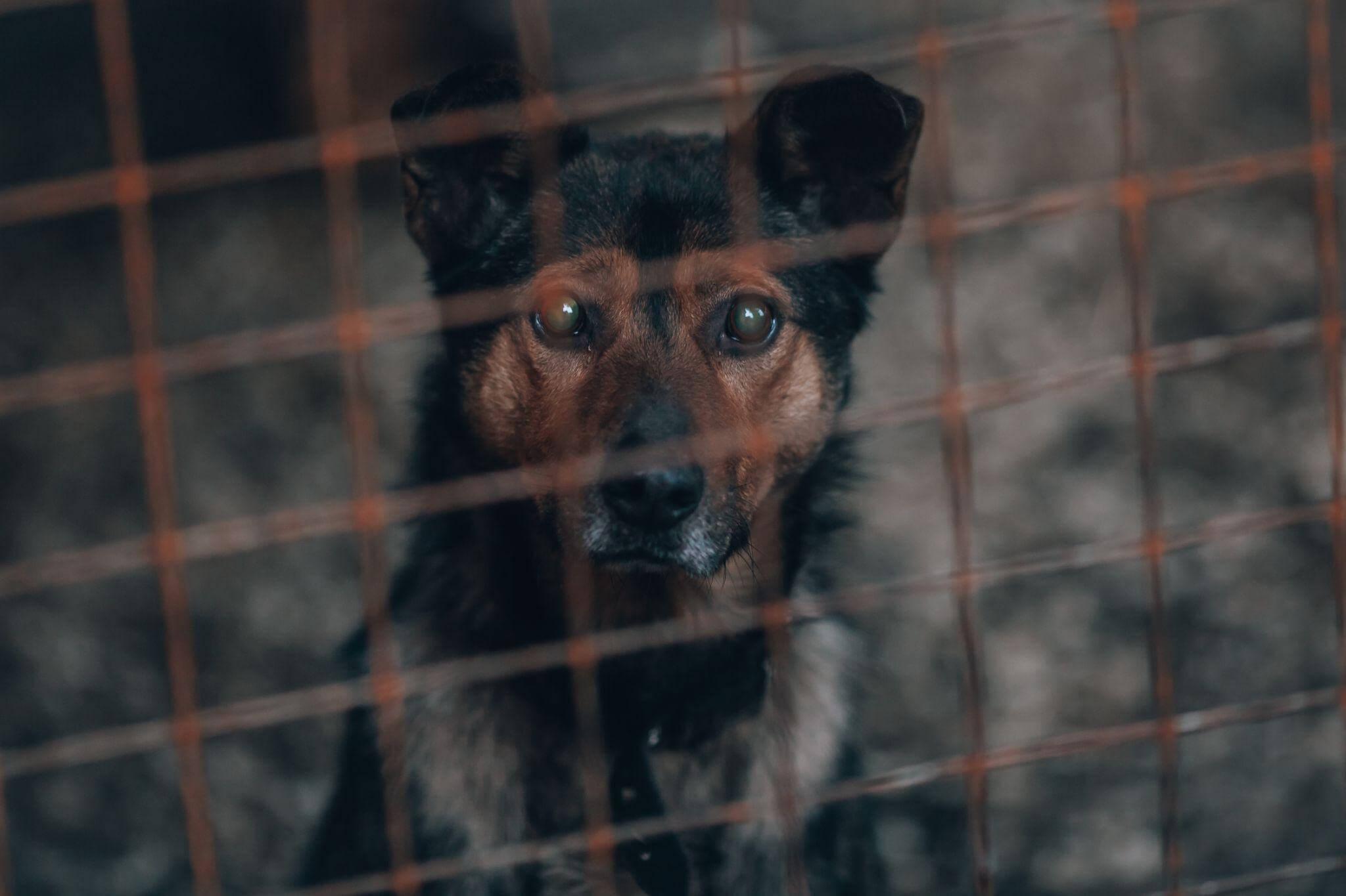 Perro negro y marrón detrás de una cerca de alambre.